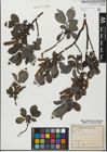 Foto von Salix glabra Scop.